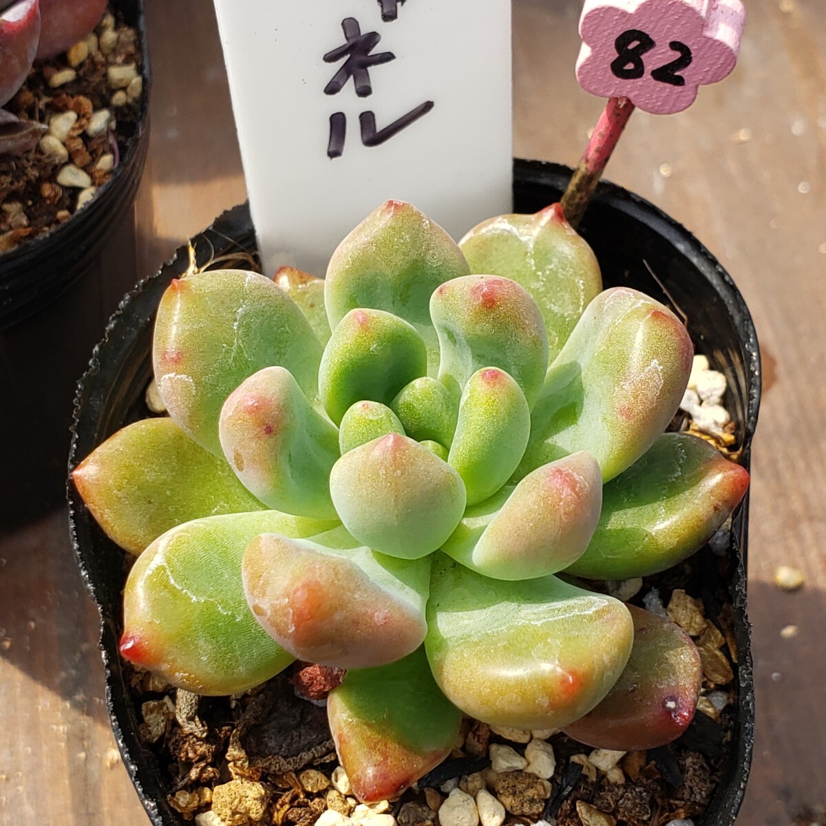 多肉植物NO82★シャネル★ 6㎝ポット★ 新入荷★　韓国苗 　抜き苗　 超美苗 　　　エケベリア_画像5