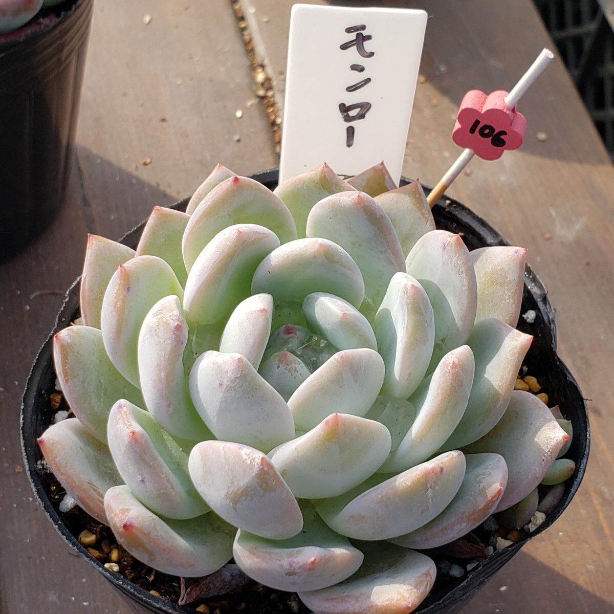 多肉植物NO106★モンロー★ 7.5㎝ポット★ 新入荷★　韓国苗 　抜き苗　 超美苗 　　　エケベリア_画像5