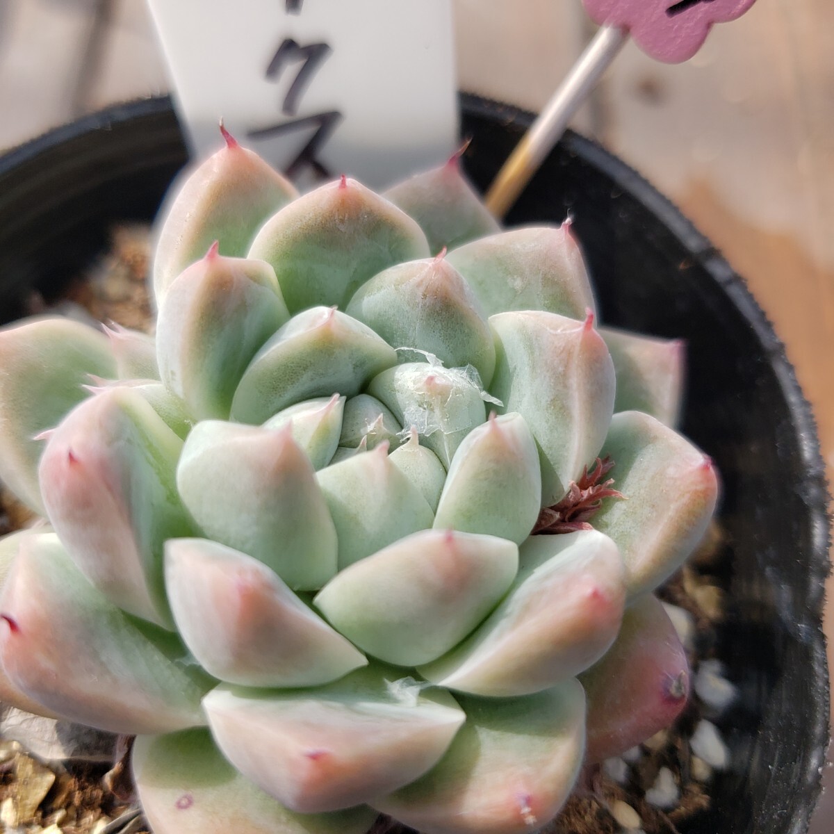 多肉植物NO139★ボルテクス★ 7.5㎝ポット★ 新入荷★　韓国苗 　抜き苗　 超美苗 　　　エケベリア_画像5