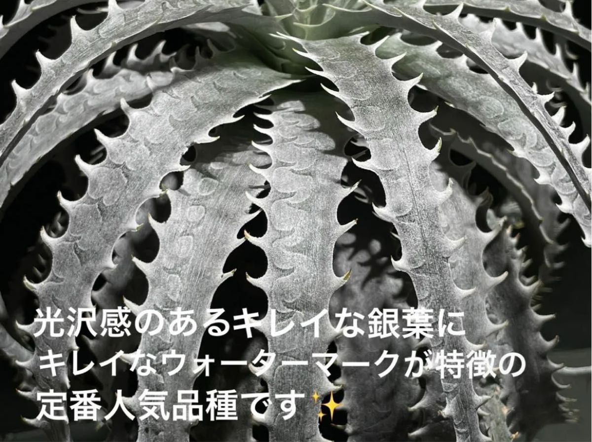 ディッキア ノーススター 子株 / Dyckia North Star ブロメリア カキコ 多肉植物