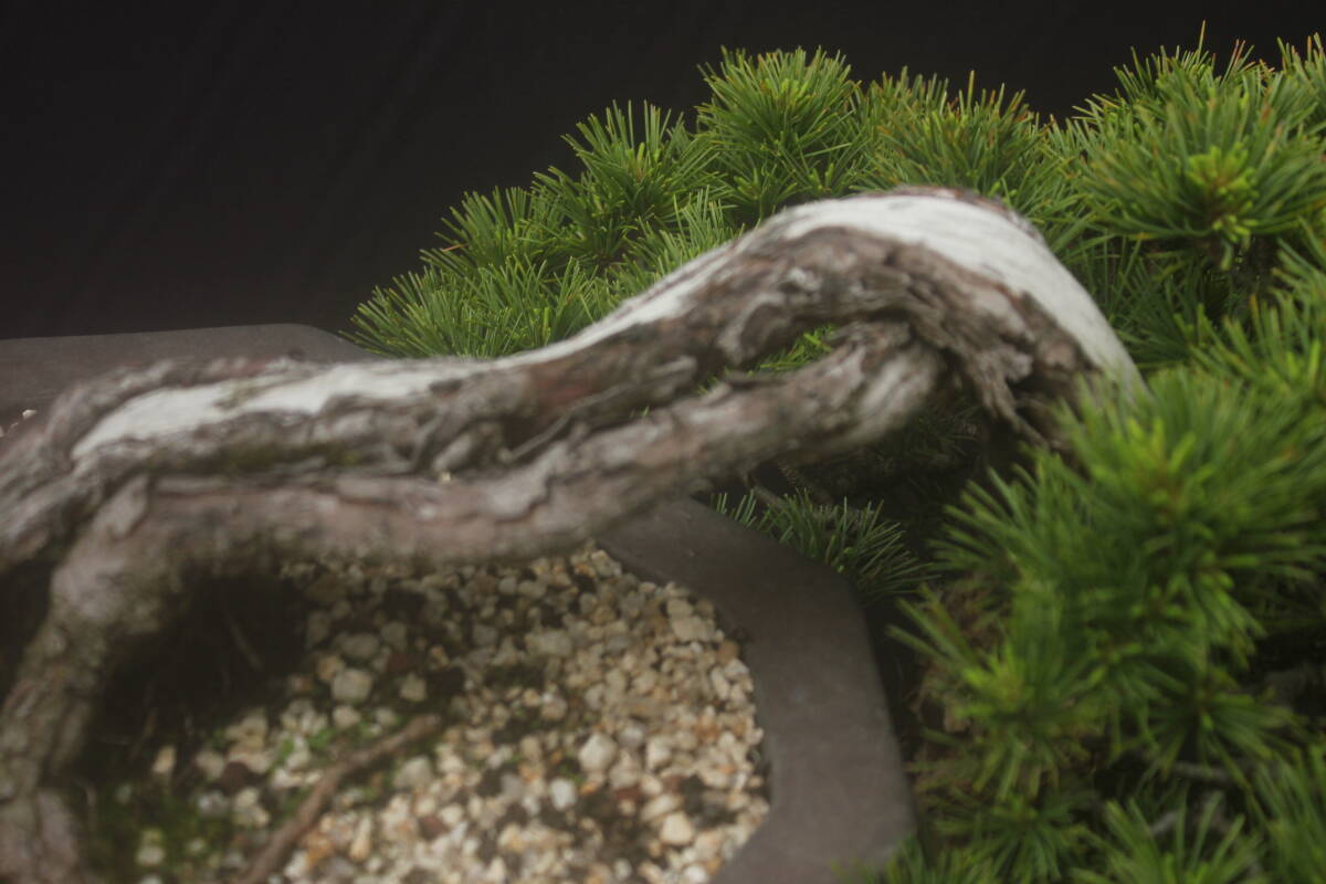  bonsai Fuji ... leaf pine 