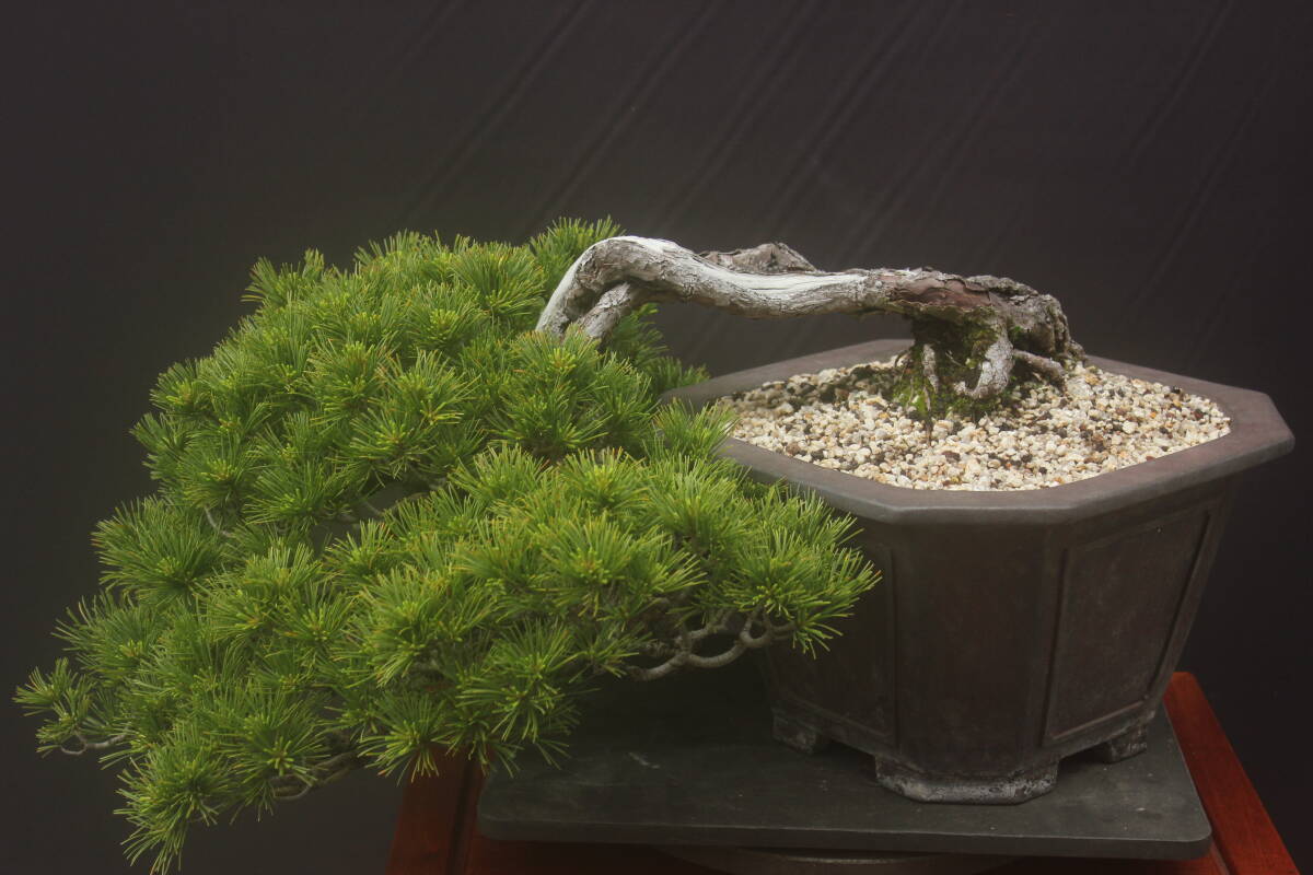  bonsai Fuji ... leaf pine 