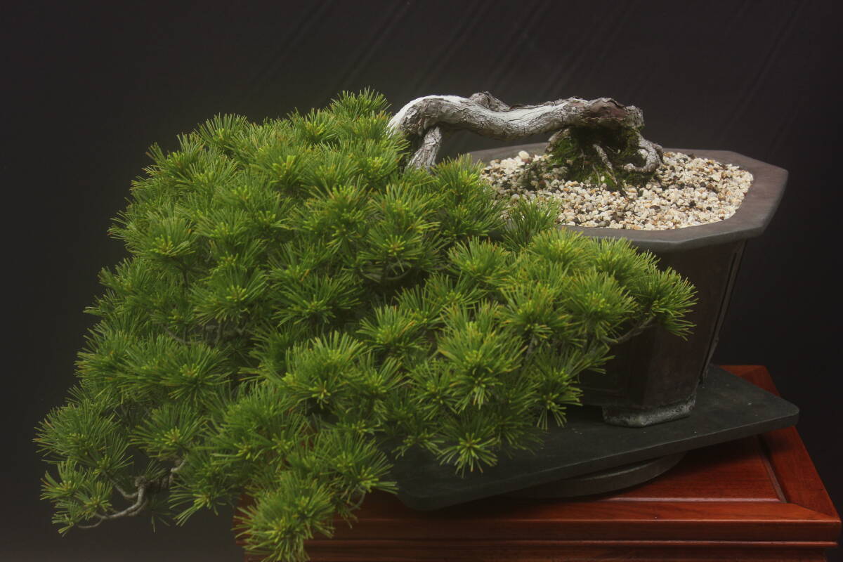  bonsai Fuji ... leaf pine 