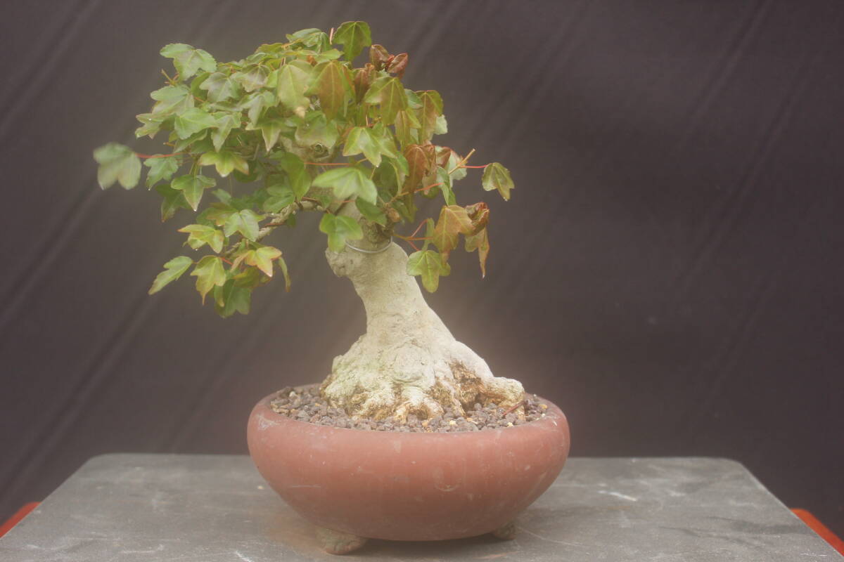  bonsai Fuji maple shohin bonsai futoshi .