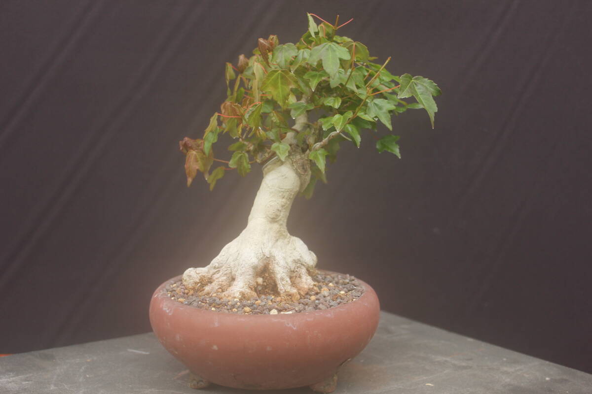  бонсай Fuji клен shohin bonsai futoshi .