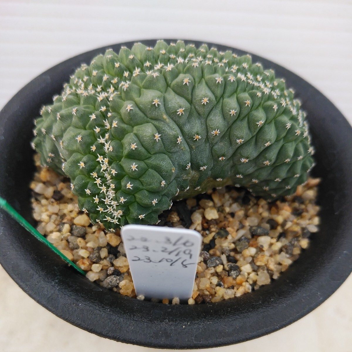 ( cactus & succulent plant ) Kikusui .. real raw seedling 