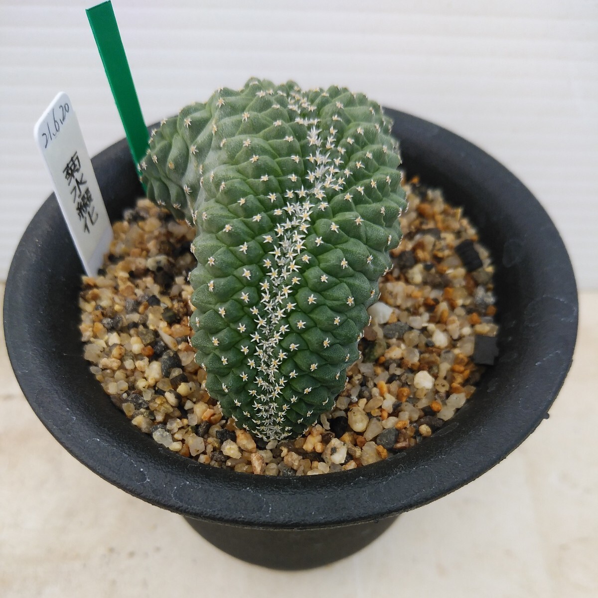 ( cactus & succulent plant ) Kikusui .. real raw seedling 