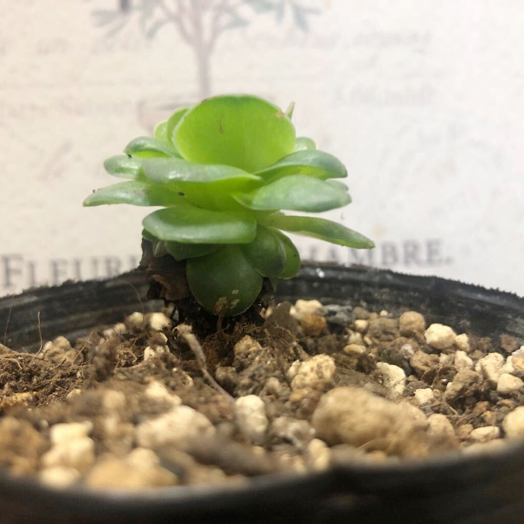 [1 point only ] many meat aeonium black rose pulling out seedling 