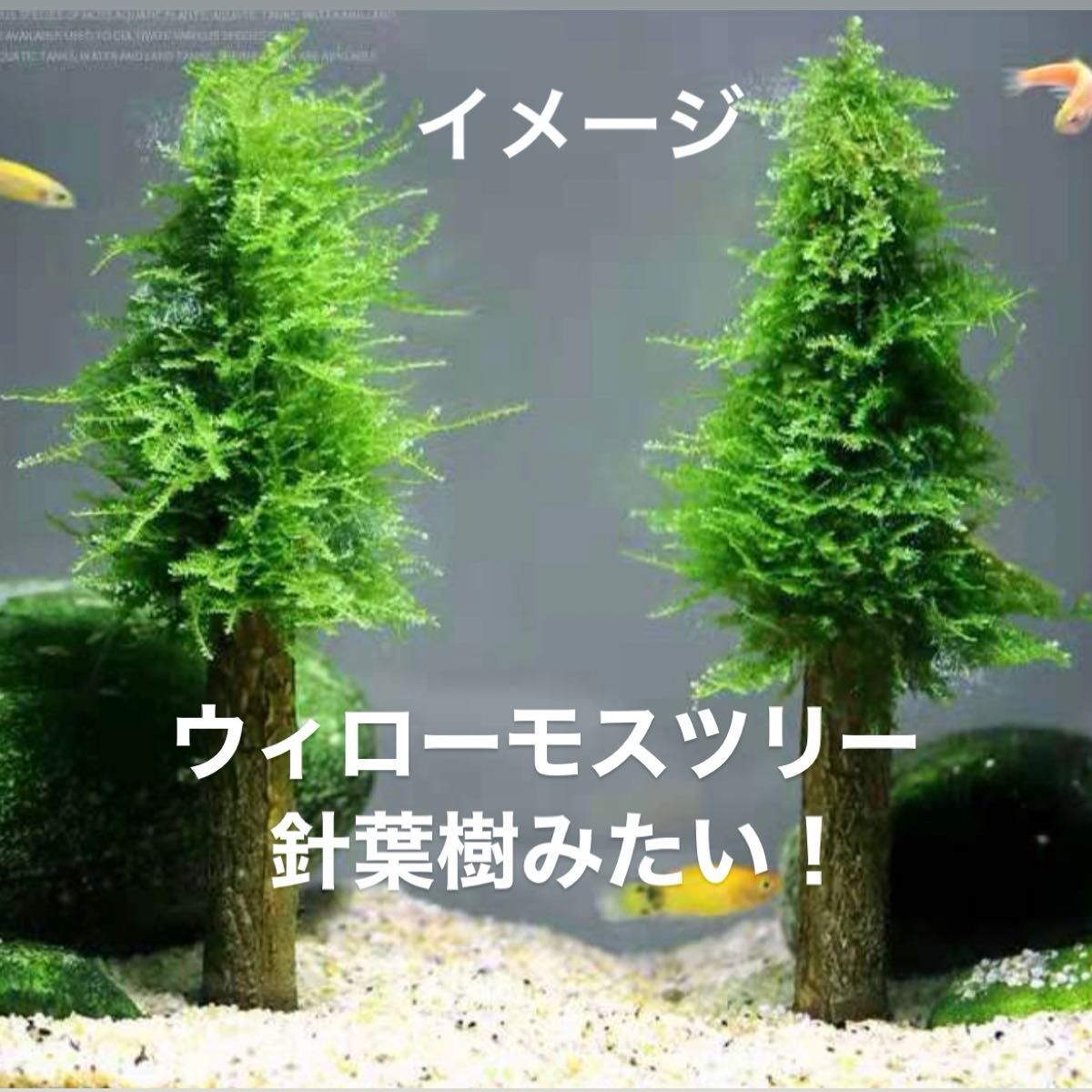 ウィローモスツリー　モス樹木　3本セット(モス無し)