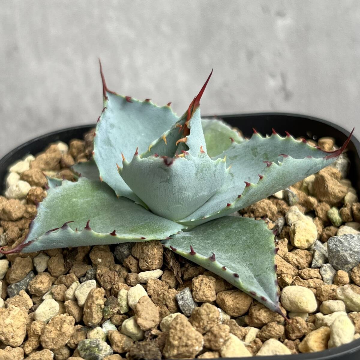 [ agave hybrid . stock ]Agave Miyake . god x... Mai . departure root ending dragon . orchid ryuuzetsu Ran succulent plant MP713-9