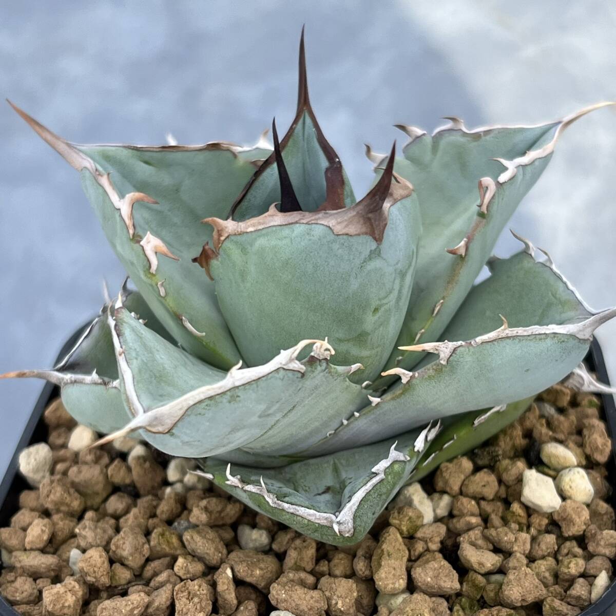 【ホワイトアイス子株】アガベ チタノタ 'ホワイトアイス' (Agave titanota 'White Ice') 竜舌蘭 リュウゼツラン 多肉植物 MP732-14_画像4