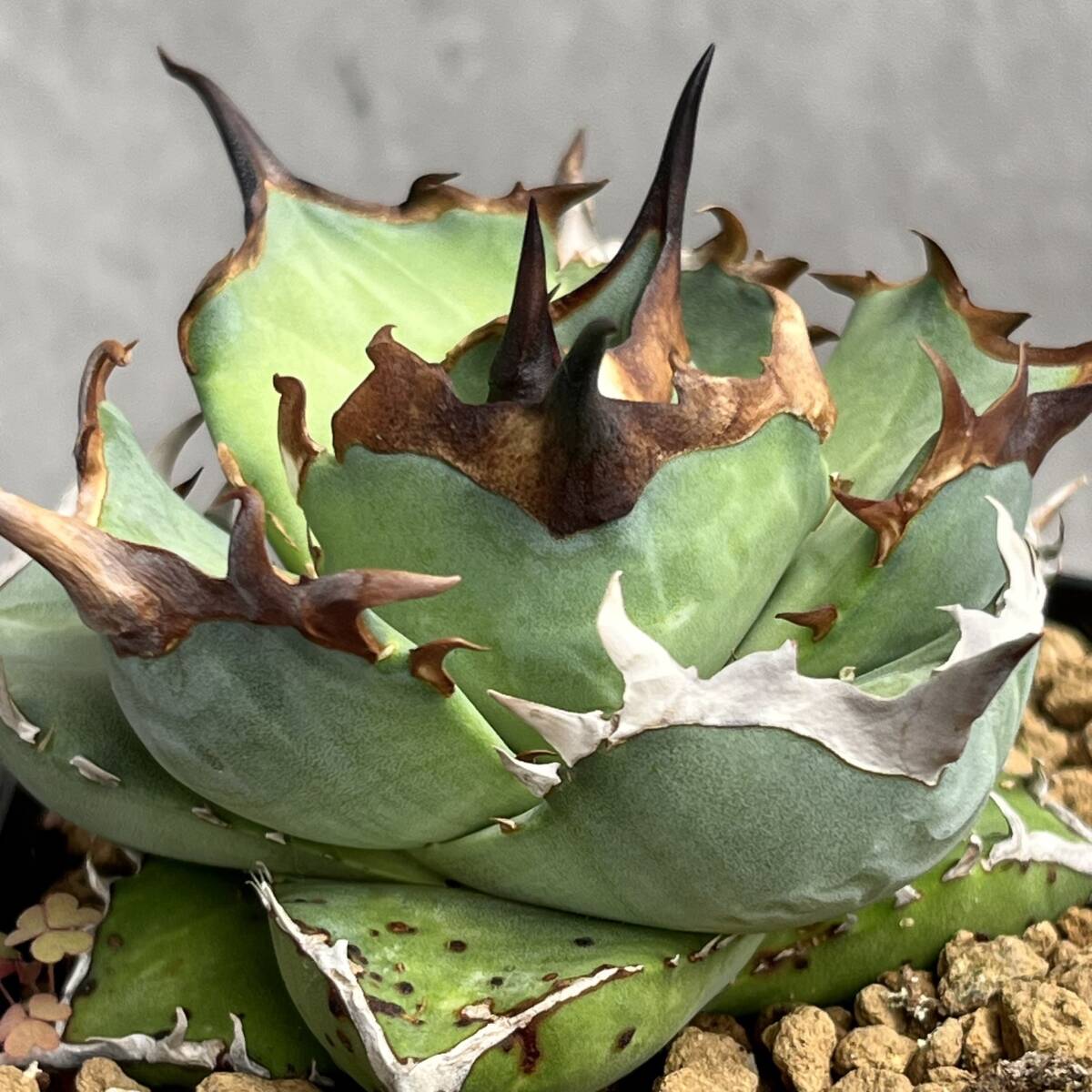 【厳選株】アガベ チタノタ '阿修羅' (Agave titanota 'Ashura') 発根済み 竜舌蘭 多肉植物 MP228-_画像2