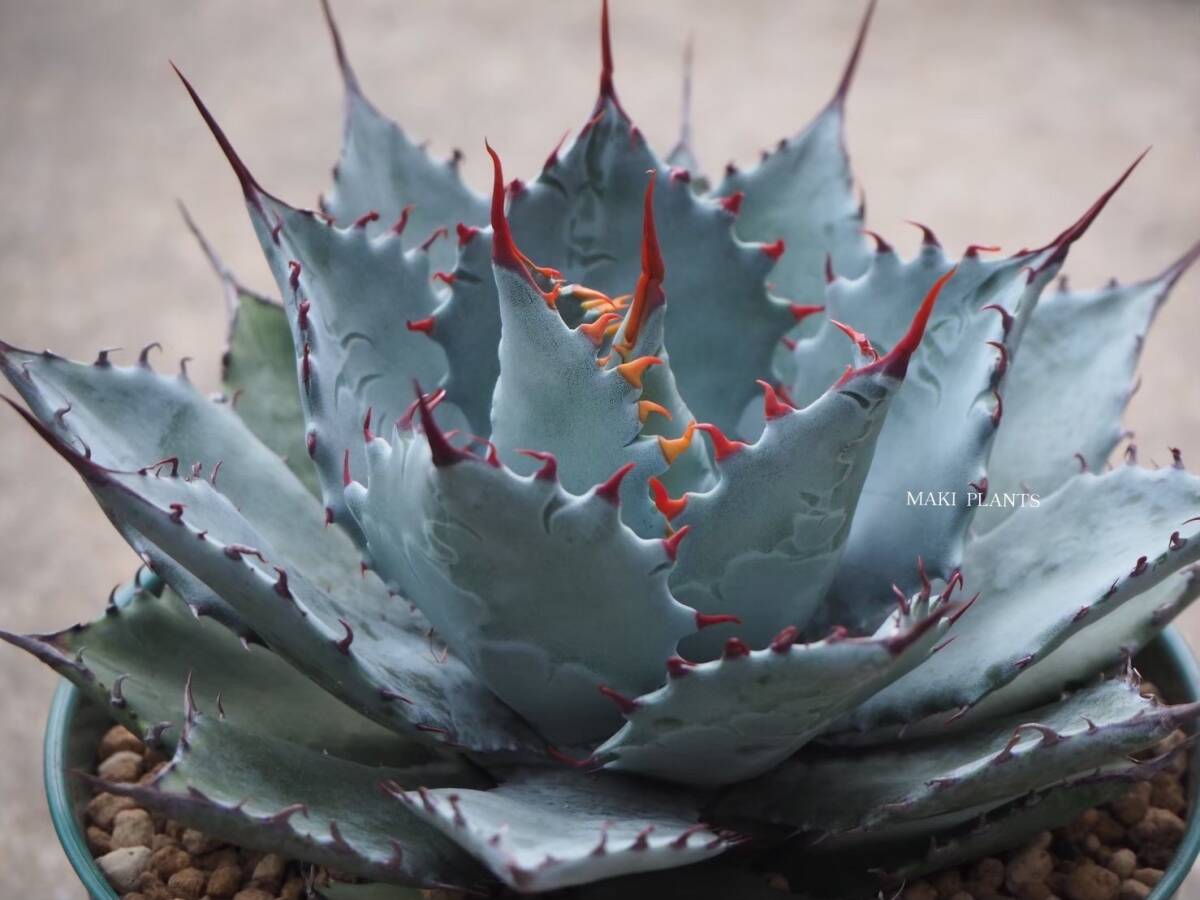 Yahoo!オークション - 【アガベハイブリッド子株】Agave 三宅 Yahoo!オークション - 【アガベハイブリッド子株】Agave 三宅