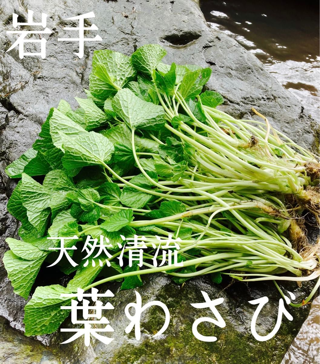 【期間限定SALE】天然清流　葉わさび　250g