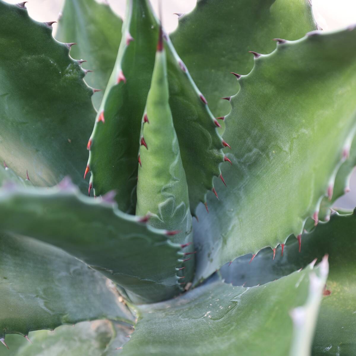  agave green goblet width approximately 65cm. huge seedling 