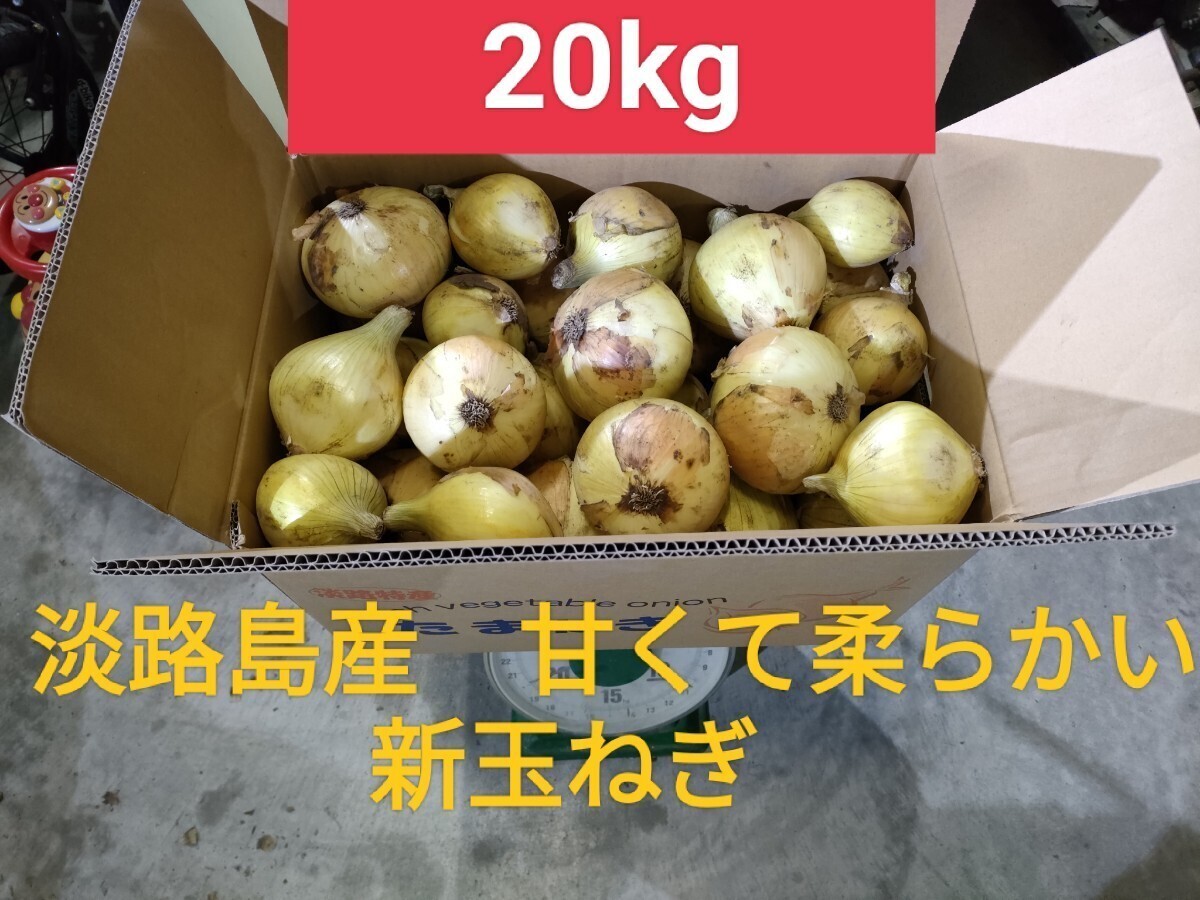 [生食可]送料無料 淡路島産 新玉ねぎ 20kg 高糖度 ブランド品種 七宝 №2の画像1