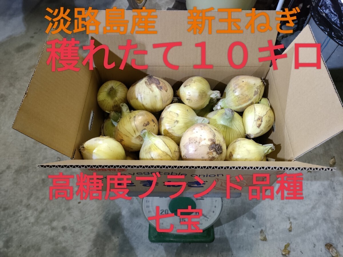 最終！訳あり　送料無料　早生新玉ねぎ10㌔ 農家直送 南あわじ市産　極甘　生食可　ブランド品種　七宝 一貫生産5_画像1