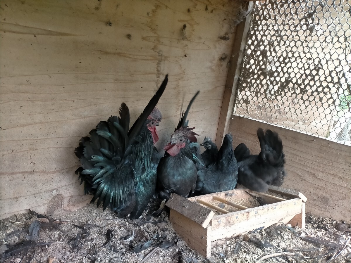 真黒矮鶏の卵_画像2