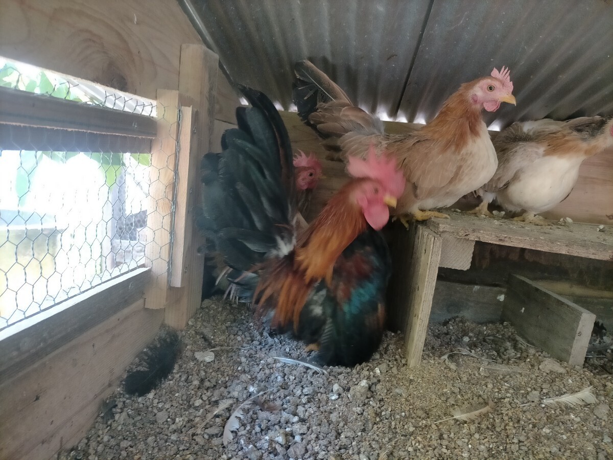 赤笹矮鶏の卵_画像1