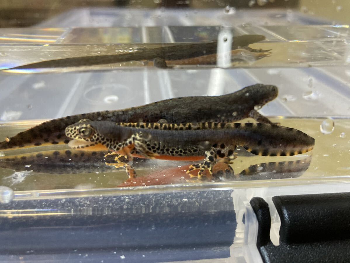  Alps newt have . egg 10+2 total 12 piece 