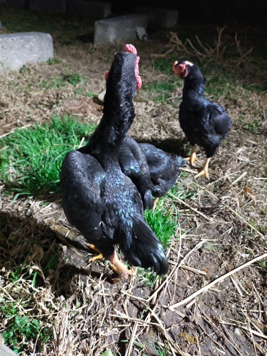 「GW限定1000円スタート」小軍鶏黒、食用有精卵、食用卵、卵5個_画像3