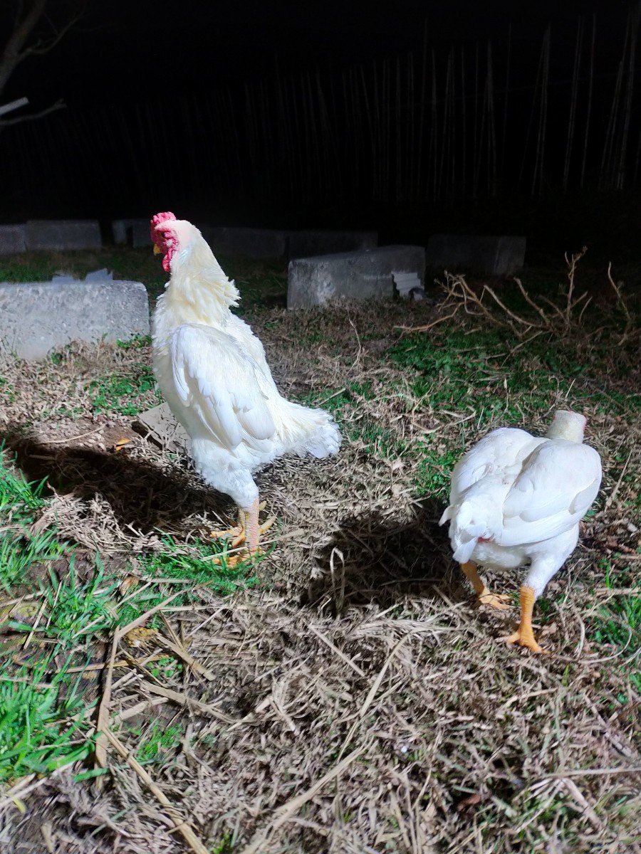 「GW限定1000円スタート」小軍鶏白、食用有精卵、食用卵、卵5個の画像5