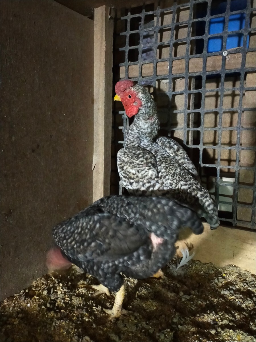 小軍鶏銀鈴波、食用有精卵、食用卵、卵5個_画像4