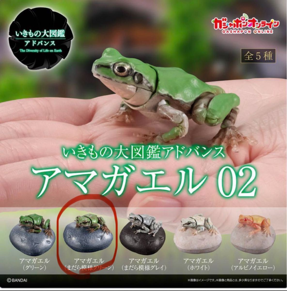 いきもの大図鑑アドバンス　アマガエル02 ガチャガチャ　カプセルトイ　まだら模様グリーン　フィギュア