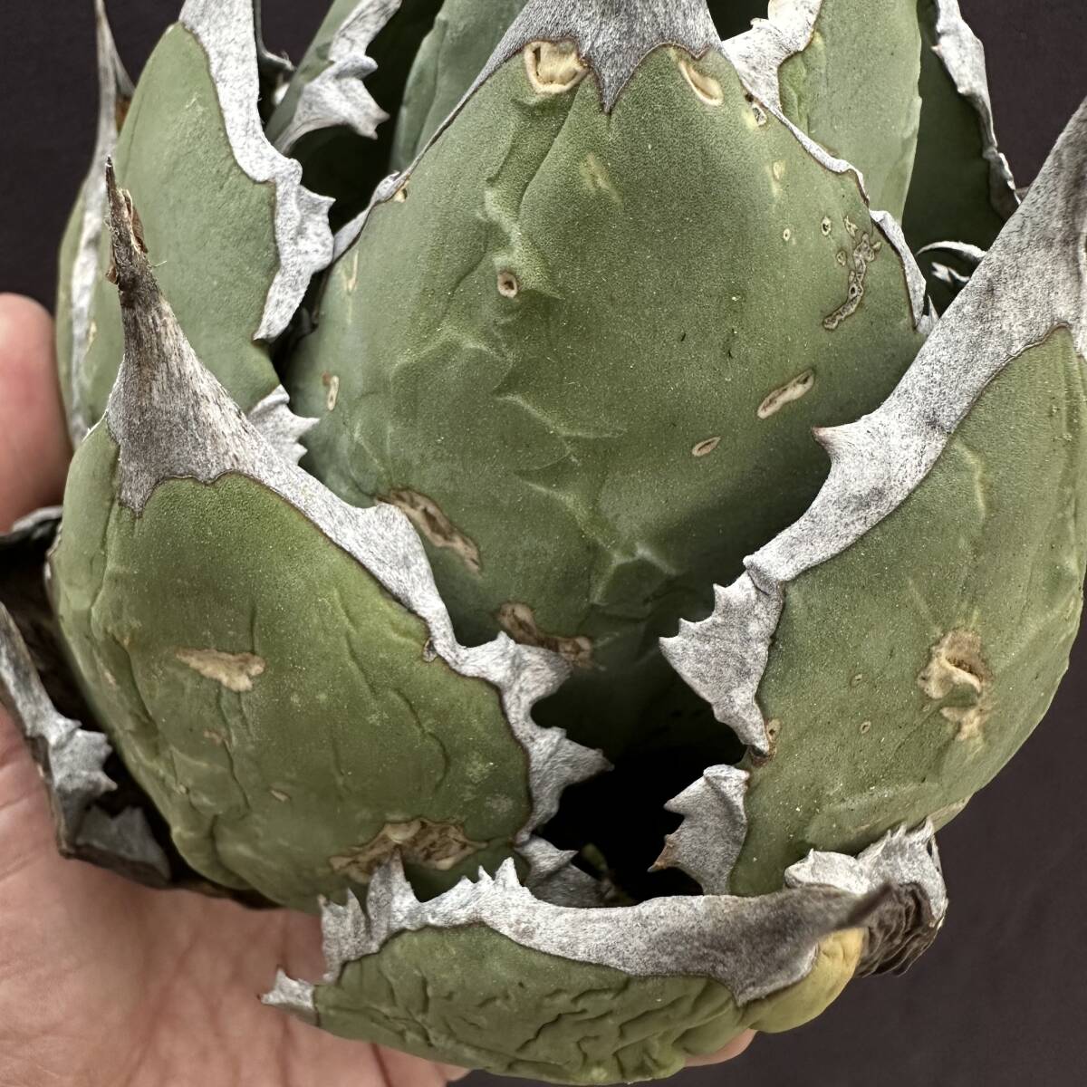 PTL015 Agave oteroi Oaxaca special株 アガベ オテロイ 強棘 スペシャルの画像7