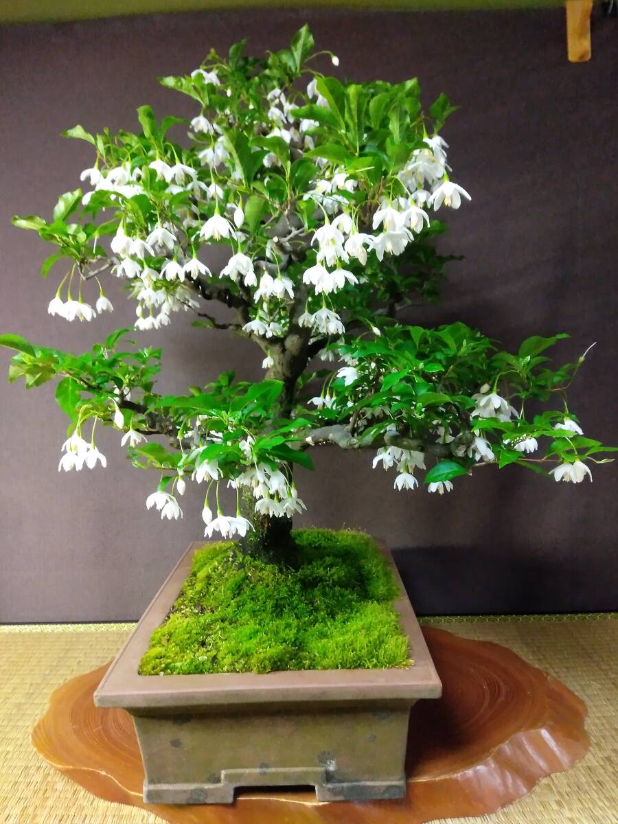  styrax japonica large goods bonsai height of tree 61cm