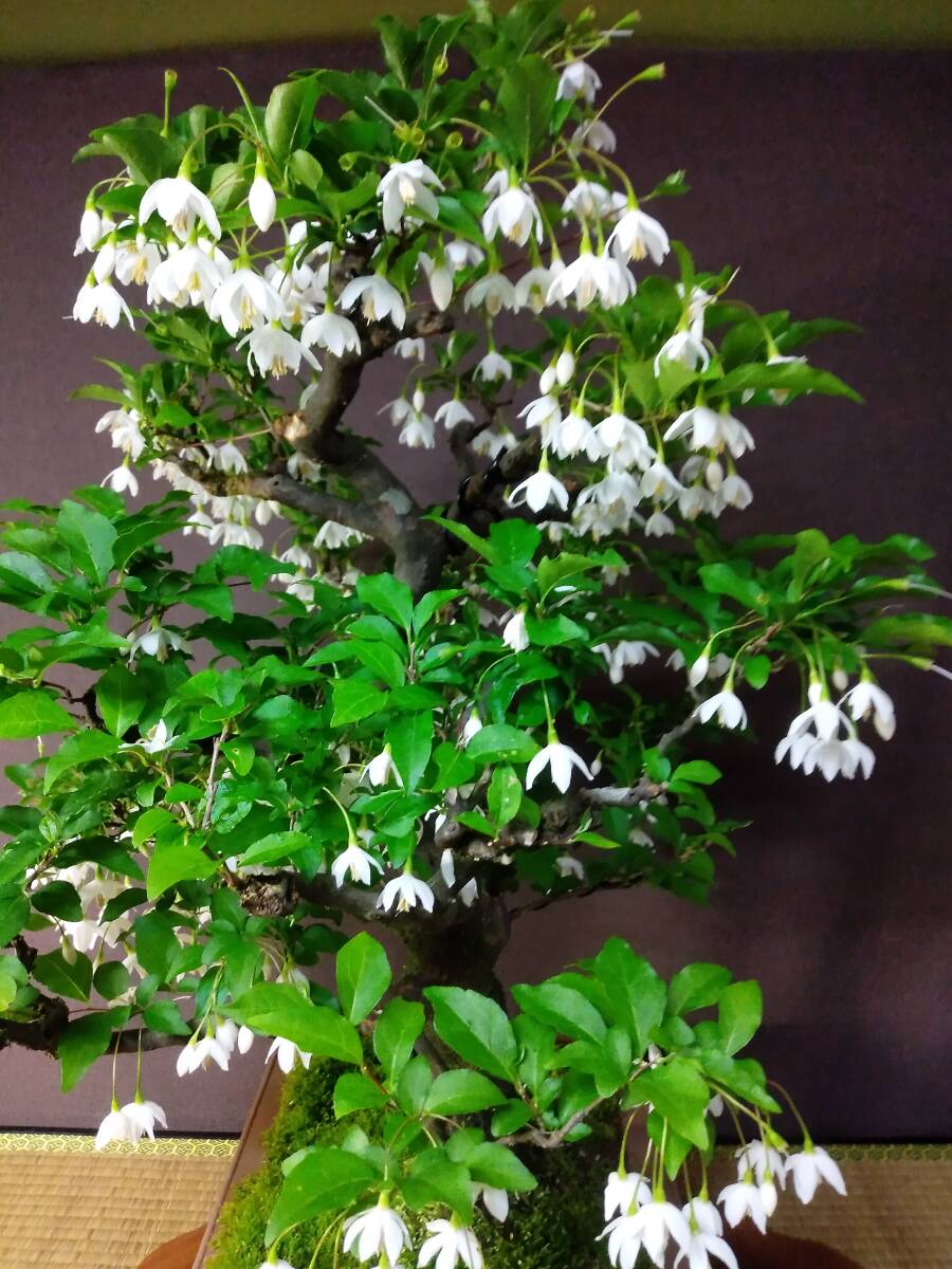  styrax japonica large goods bonsai height of tree 61cm