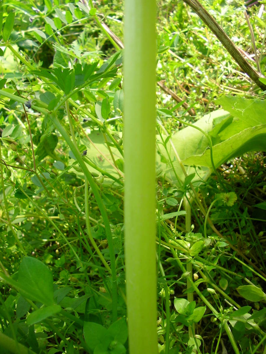 激安！昨年大人気！完全無農薬の生フキ蕗ふき生たっぷり1200g天然フキ青フキ水ふき山蕗！茨城県産初物リピーター様増加中♪_無農薬フキ茎の状態サンプル