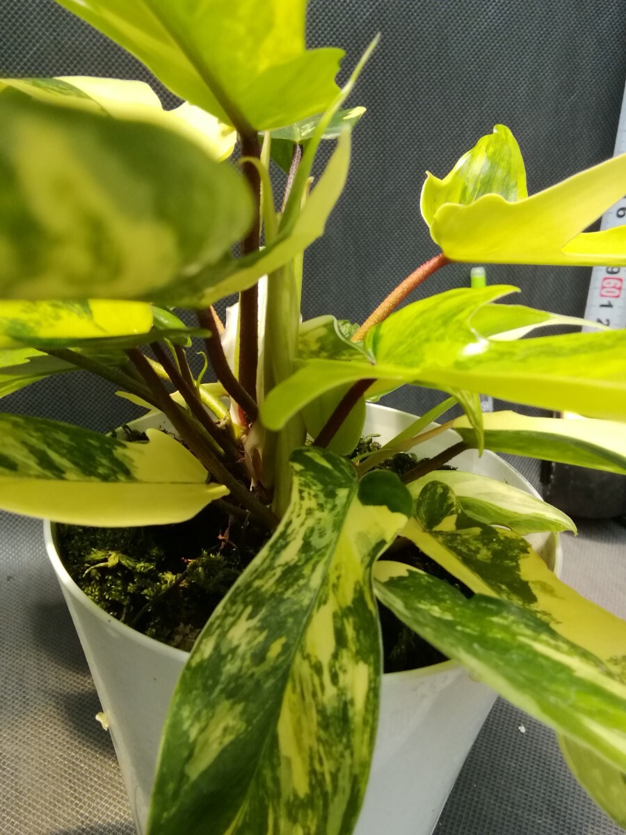 NO.0514 斑入り 古典 白斑入 フィロデンドロン フロリダビューティー 最上柄 Phirodendron 観葉植物 の画像5