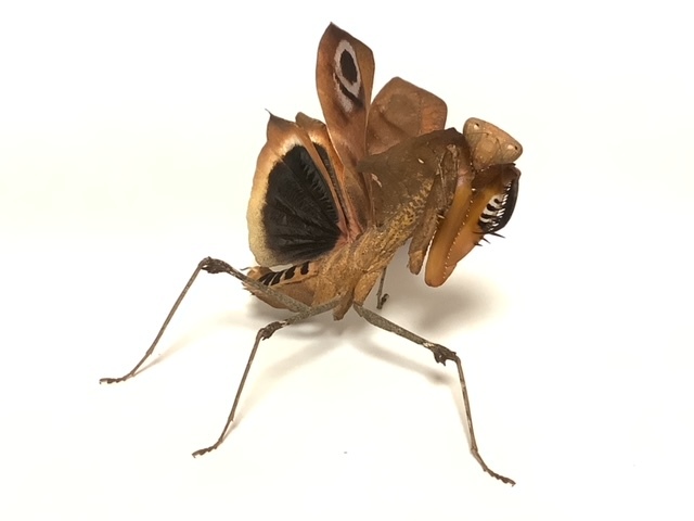 meda мака re - kama сверло Deroplatys desiccata взрослое насекомое 1 пара WF2