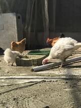  chicken chicken 10 piece have . egg meal for Arrow kana chicken have . egg meal for meal for 
