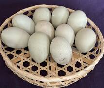  chicken chicken 10 piece have . egg meal for Arrow kana chicken have . egg meal for meal for 