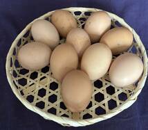 食用】 有精卵 10個 　ニワトリ 卵 鶏 家畜 地鶏　 平飼い 未使用_画像2