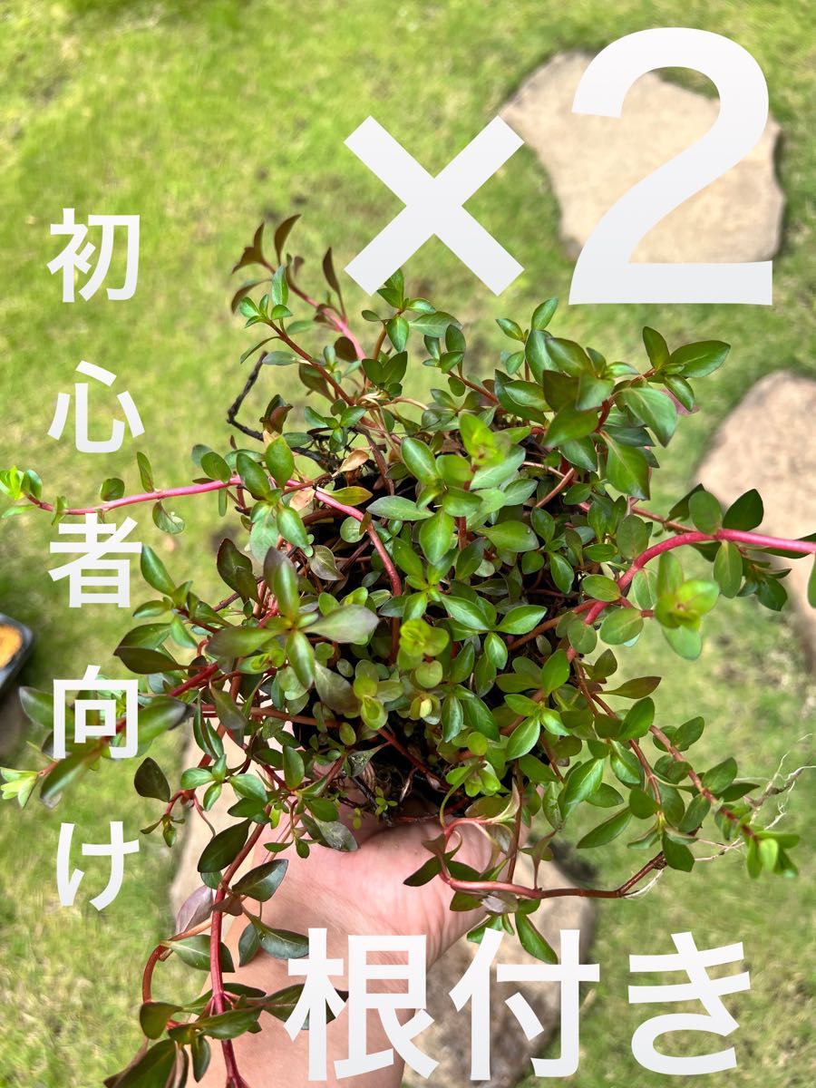 【根付き】有茎草mix