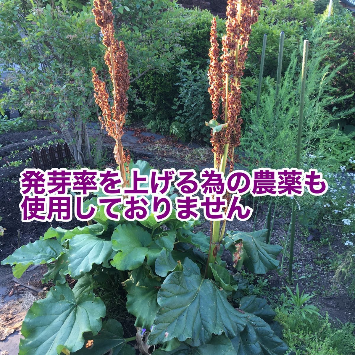 ルバーブ　種　完全無農薬　無除草剤　　オーガニック　10粒