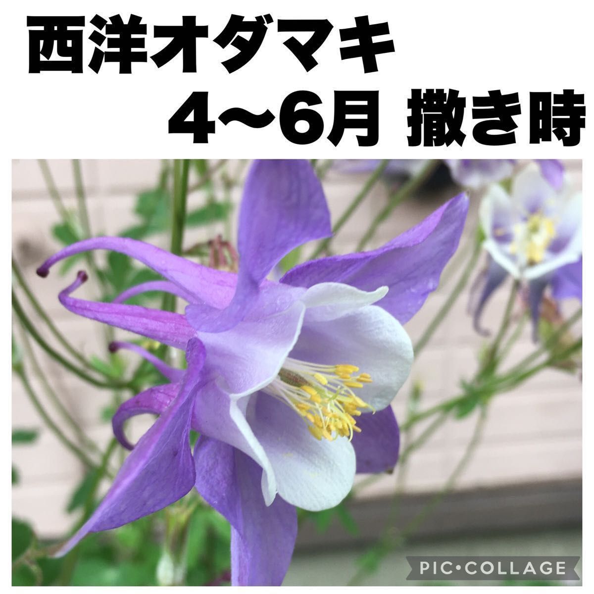 西洋オダマキ　アクイレギア　パープルホワイト　紫　種子　30粒　春撒き用 