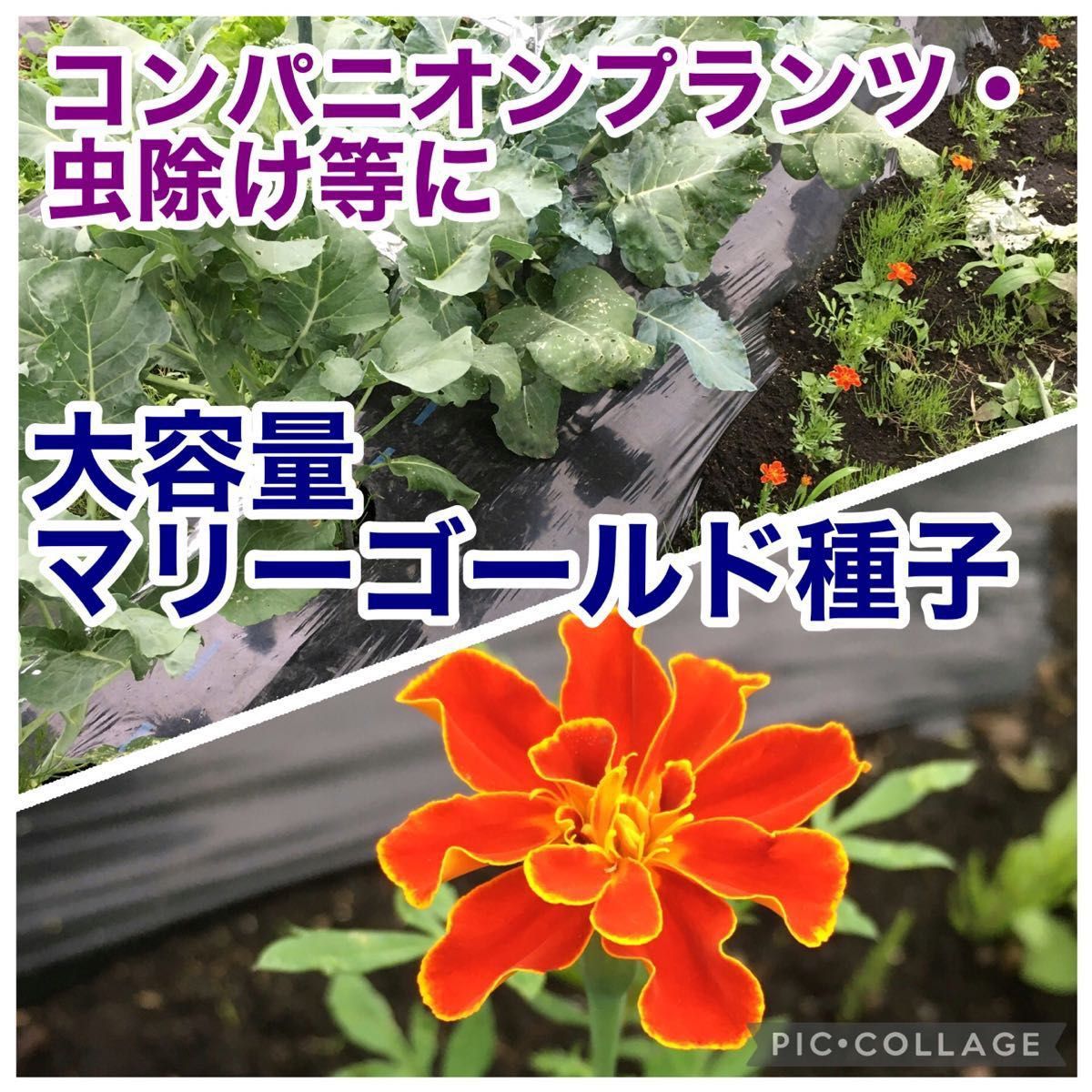 マリーゴールド　種子　無農薬　超大量　コンパニオンプランツ　虫除け　オレンジ