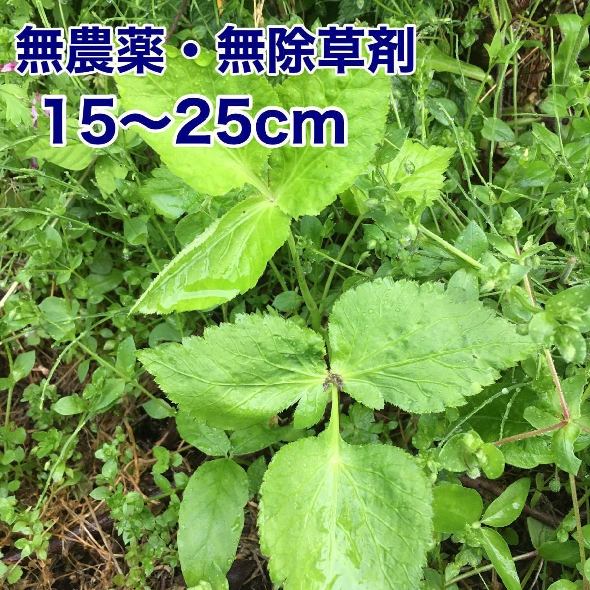 ミツバ　みつば　完全無農薬　無除草剤　オーガニック　抜き苗　5本