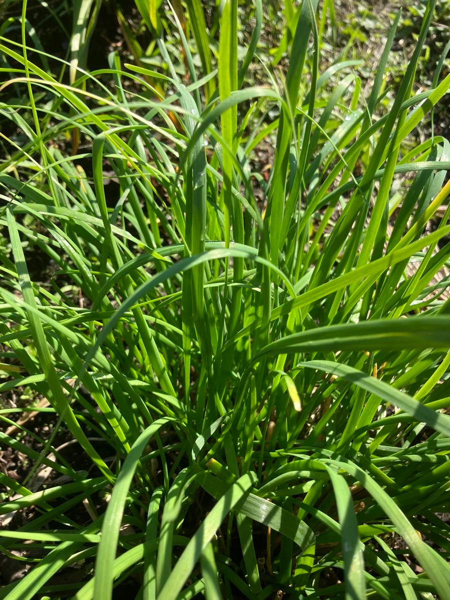 ニラ　完全無農薬　無除草剤　化学肥料無　40本 無農薬　薬味　香草