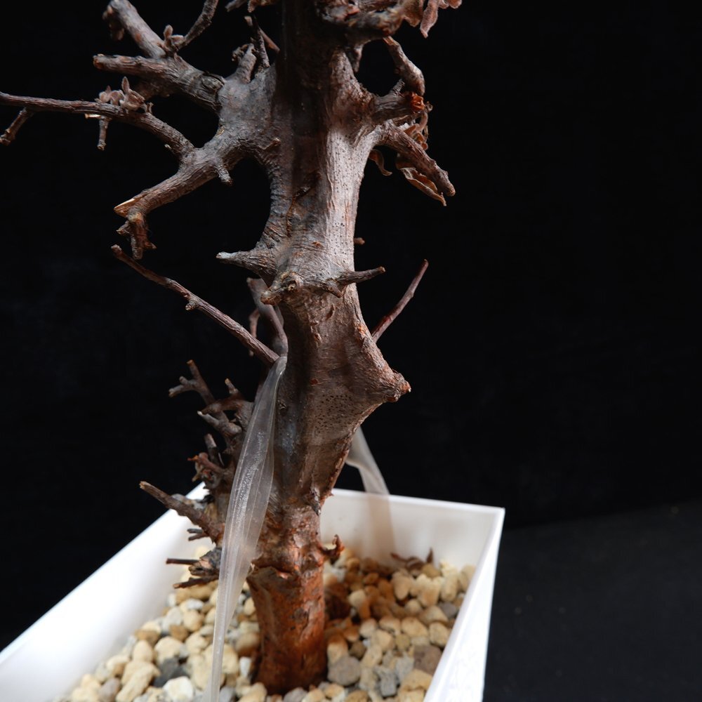 1 jpy ~komifola* is -vei departure root control middle super rare . tree Commiphora Harveyii Bear route 12/1 import Bear route 1 jpy ok . root plant 