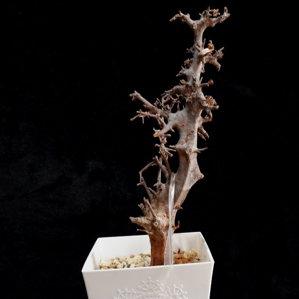 1 jpy ~komifola* is -vei departure root control middle super rare . tree Commiphora Harveyii Bear route 12/1 import Bear route 1 jpy ok . root plant 