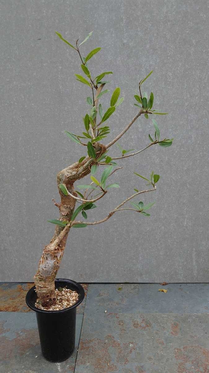 1 jpy ~komifola* is -vei departure root control middle super rare . tree Commiphora Harveyii Bear route 12/1 import Bear route 1 jpy ok . root plant 