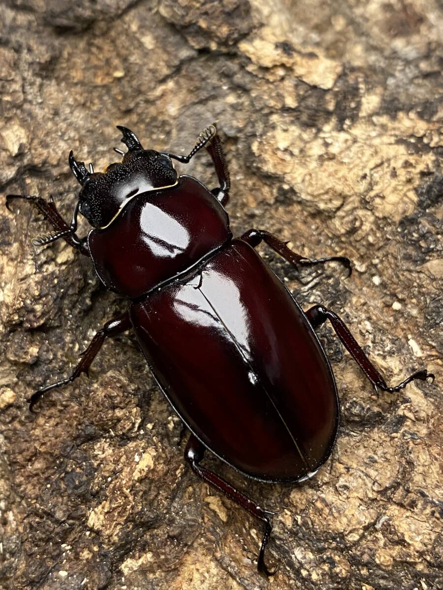 ☆フォルスターニシAP.LS産　ペア☆♂67mm♀39mm☆新成虫☆_画像5