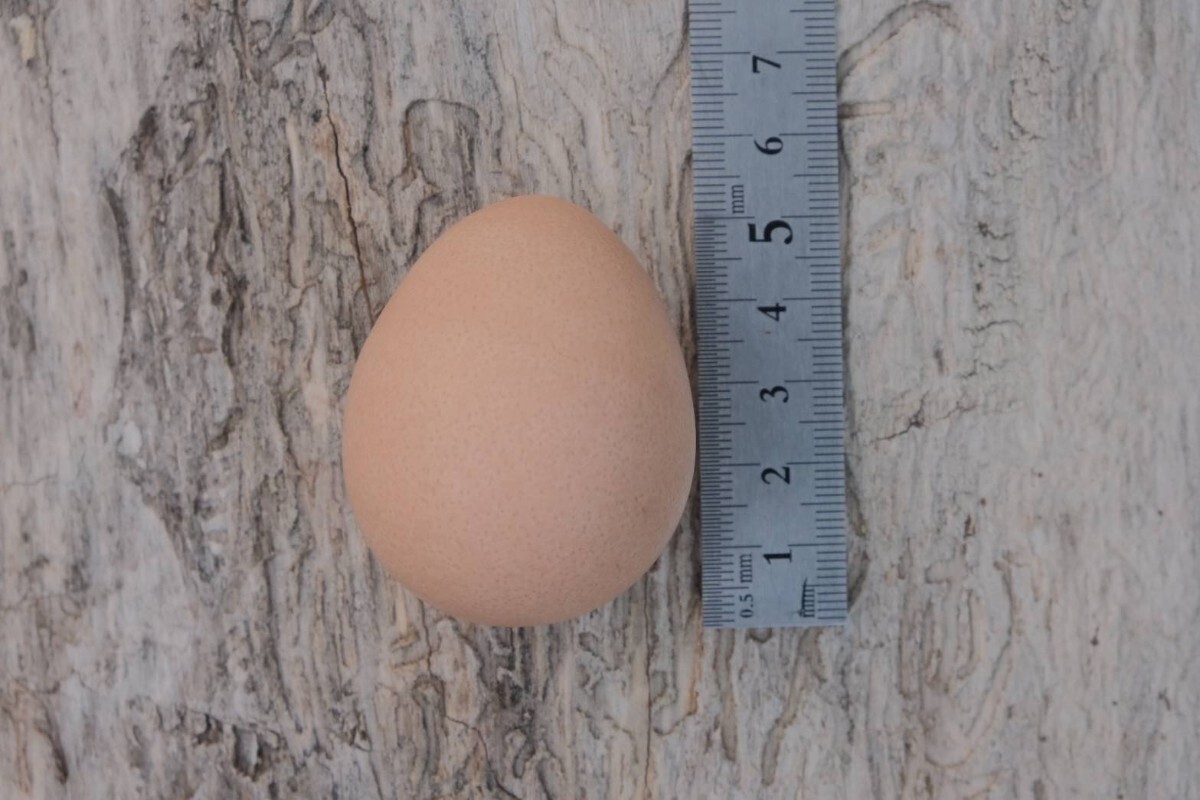ホロホロ鳥の卵 食用８個(孵化しません)の画像2