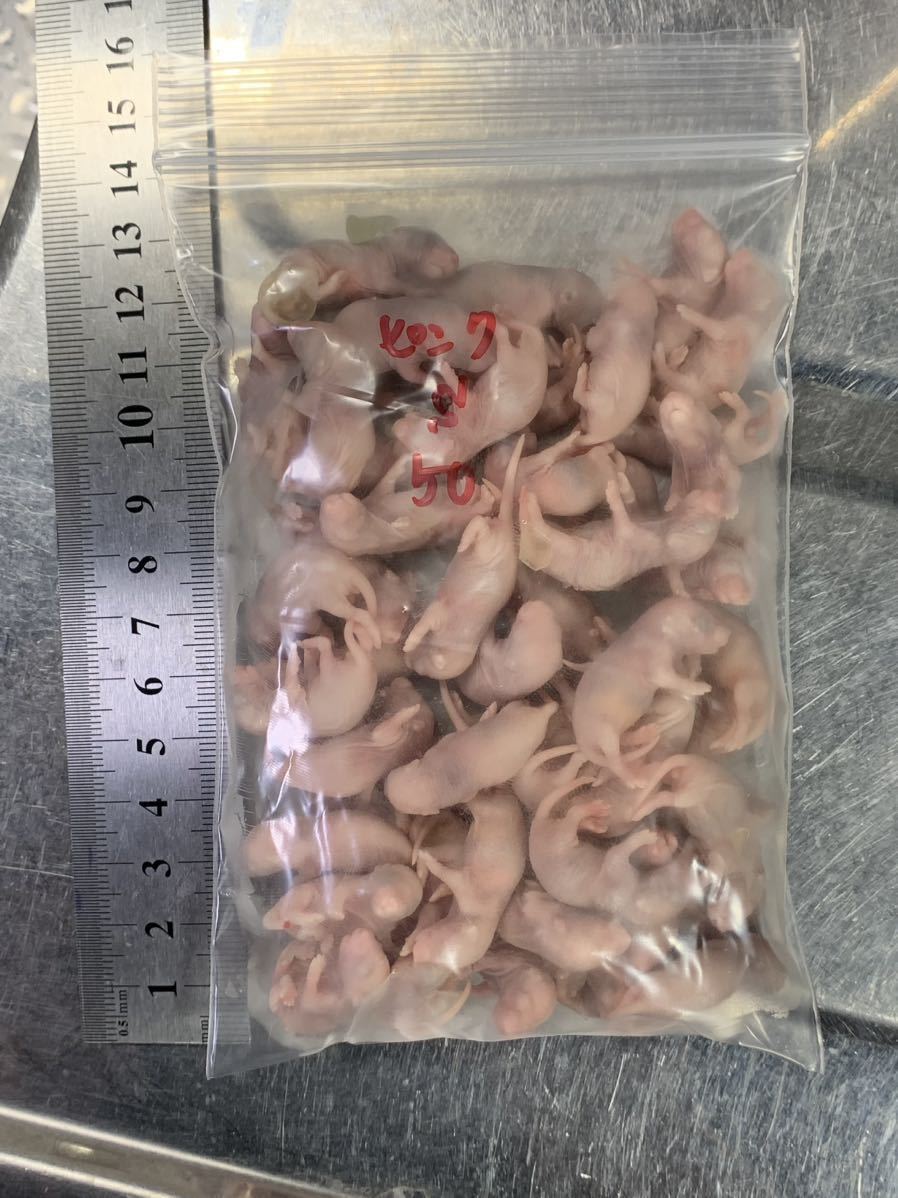 Ω国産冷凍マウス、ピンクS 50匹セットΩ_画像1