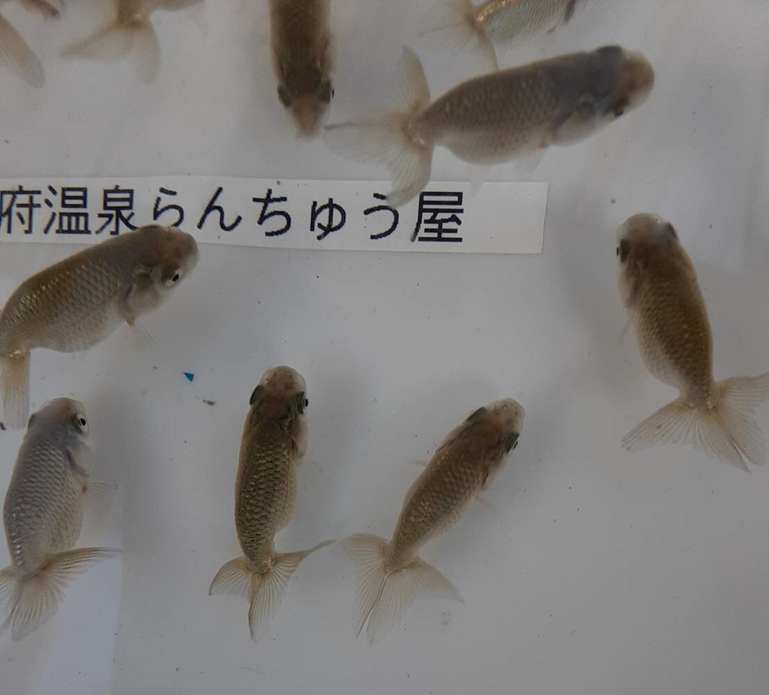 [2024 another prefecture hot spring golgfish shop 5-26] golgfish excellent .. this year 15 pcs set (3~ 5cm) parent fish image equipped 